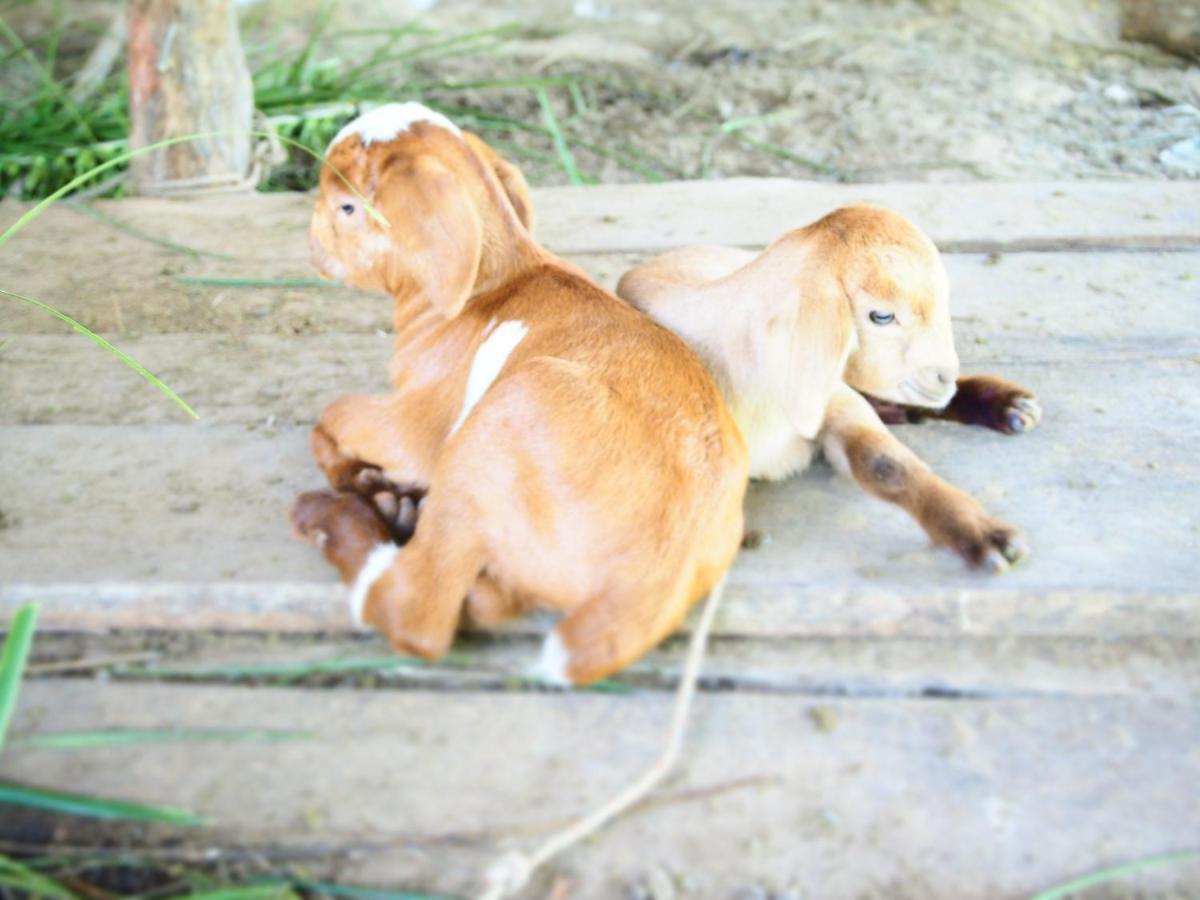 Yaoisland Resort And Farm Ko Yao Yai Exterior foto