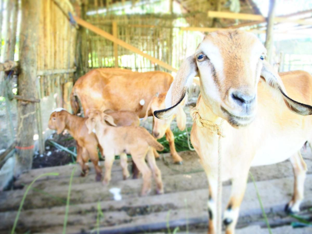 Yaoisland Resort And Farm Ko Yao Yai Exterior foto