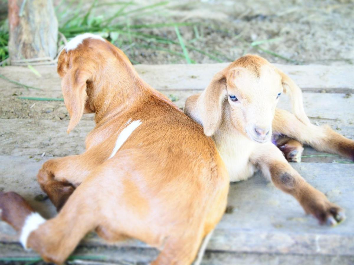 Yaoisland Resort And Farm Ko Yao Yai Exterior foto